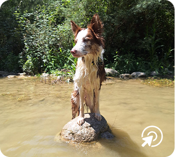 Foto perros