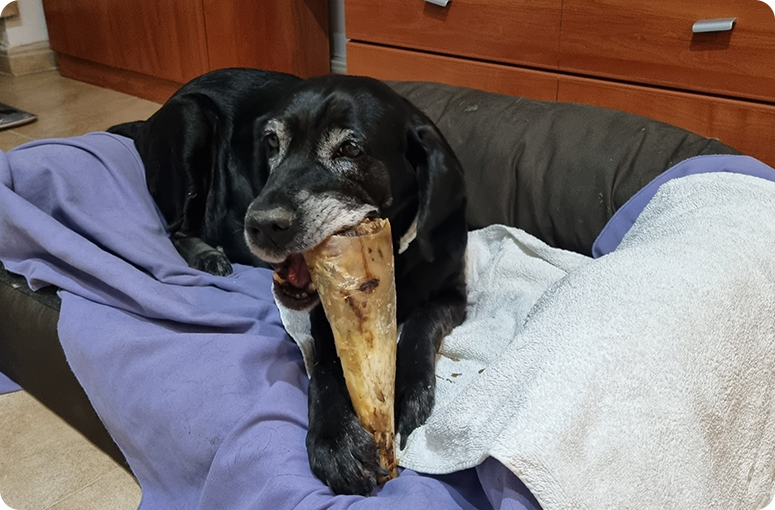 Foto perros