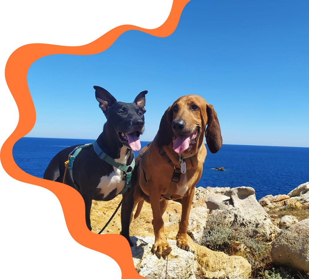 Foto perros