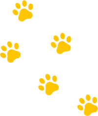 huellas de perro amarillas