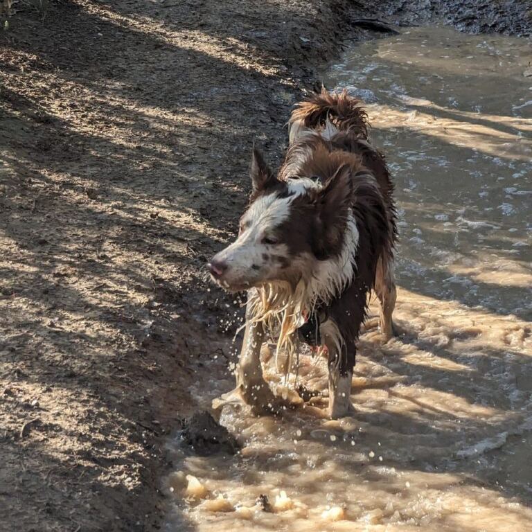 Foto perro