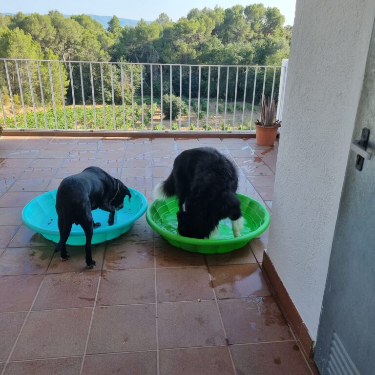 Foto perro