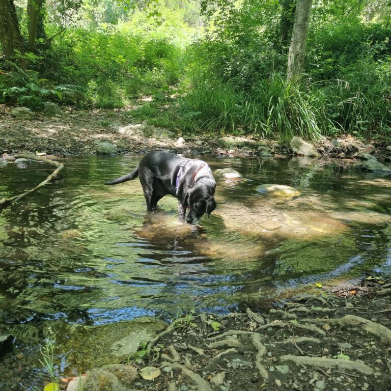 Foto perro