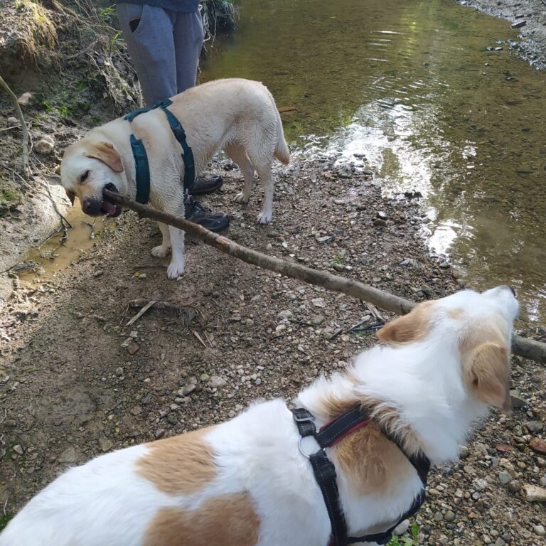 Foto perro