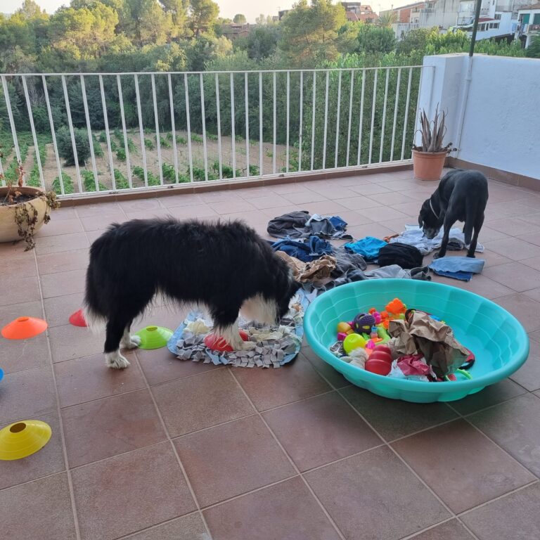 Foto perro