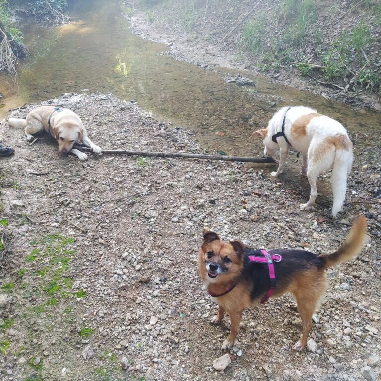 Foto perro
