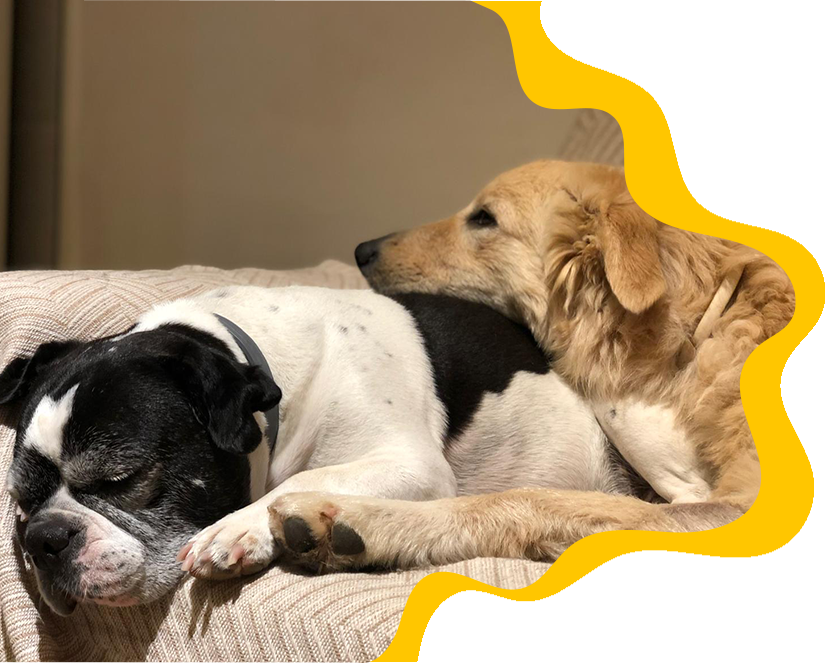 Foto de perros