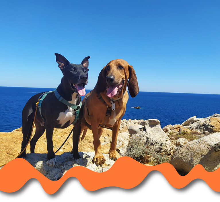 Fotografía de perros en la playa