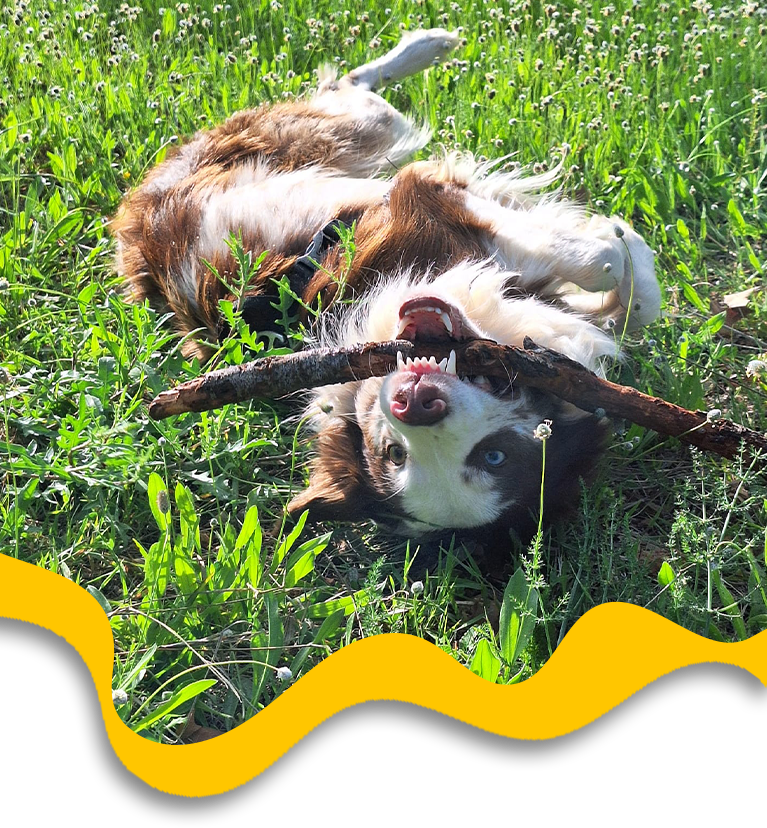 fotografía perro jugando con un palo